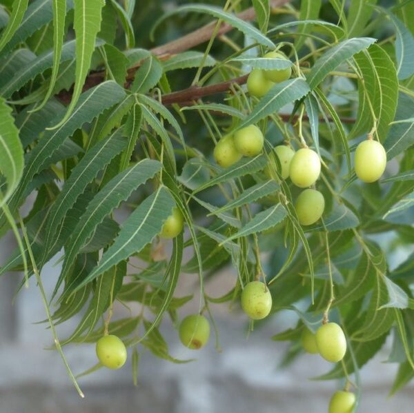 Outdoor Plants