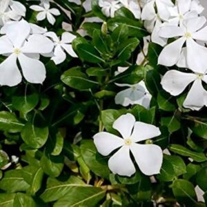 Indoor Plants