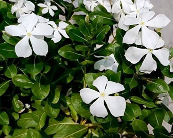 Indoor Plants
